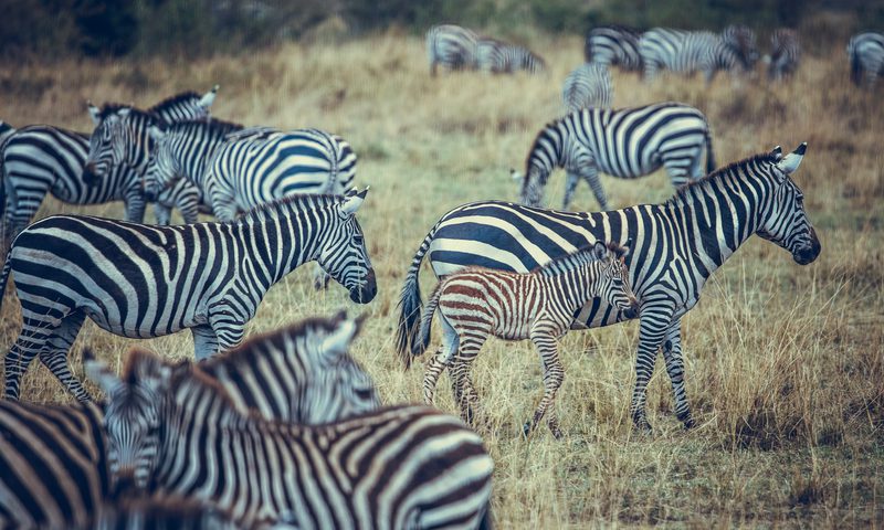 Maasai Mara Ol Kinyei conservancy lion survey and community fieldwork